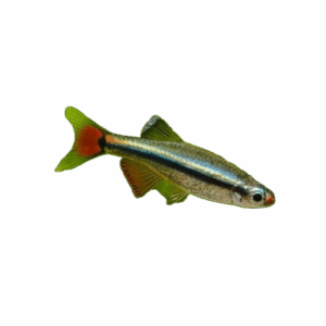 White cloud mountain minnow for sale Sydney