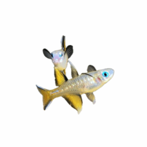 Pacific Blue Eyes for sale Sydney