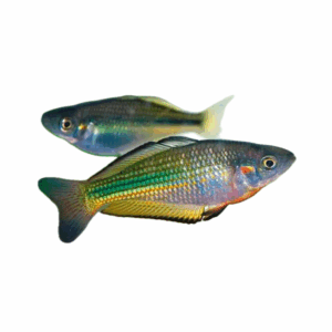 crimson spot rainbowfish for sale Sydney