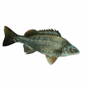 Silver Perch for sale Sydney