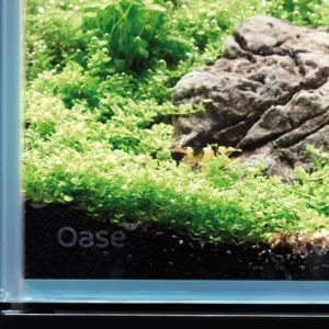 OASE scaperline for sale FREE SHIPPING