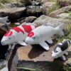 Decorative koi fish pond ornaments placed beside a garden waterfall.
