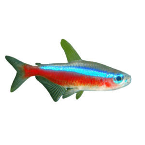 Cardinal Tetra for sale Sydney