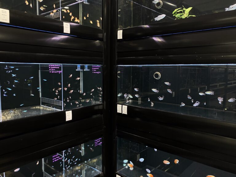 tropical fish for sale sydney