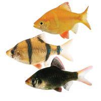 Tiger barbs for sale Sydney