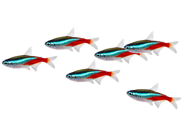 Neon Tetra for sale Sydney