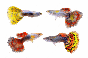Guppies for sale Sydney