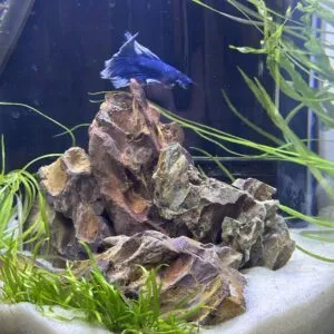 Aqua One White Sand, White Aquarium Sand - image 2