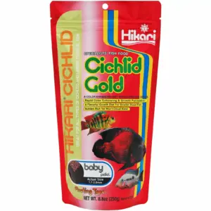 Hikari Cichlid Gold - Baby