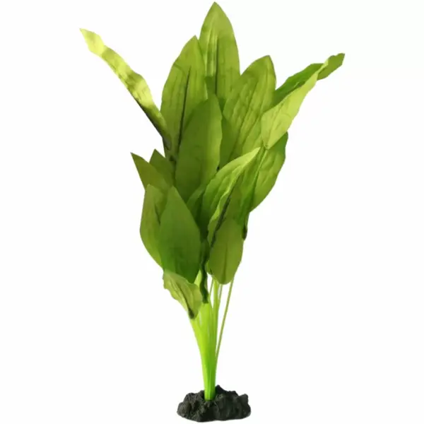 Silk Plant Amazon Broad Leaf