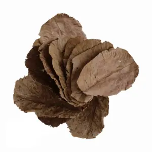 Indian Almond Leaves