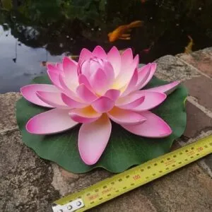 Floating Lily