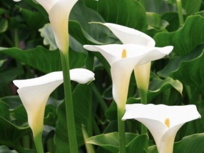 White gnome arum lily for sale
