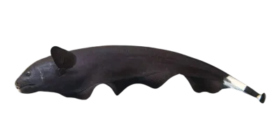 Black Ghost knife fish for sale Sydney