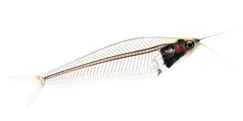 Phantom Glass Catfish for sale Sydney