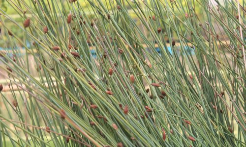 Native aquatic plants for sale: Cigar rush