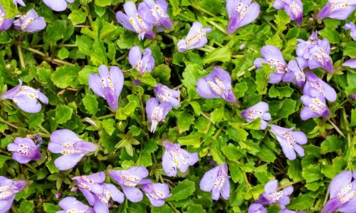 purple and white swamp mazus plant for ponds