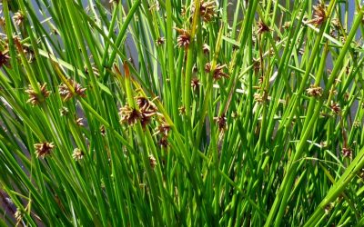 Water plants for sale: Three cornered rush
