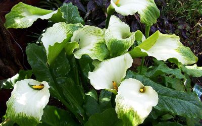 Green goddess arum lily for sale