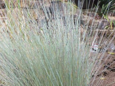 Native water plants for sale: bare twig rush