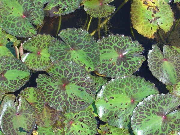 Native water lily for sale