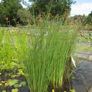 Native Australian pond plants for sale: river club rush
