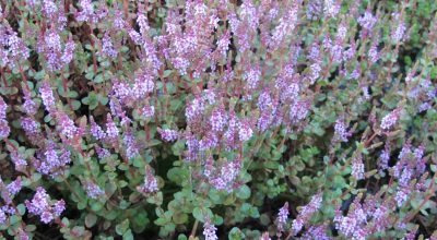 rotala-e1436217830362