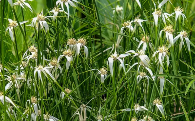 star grass for fish ponds