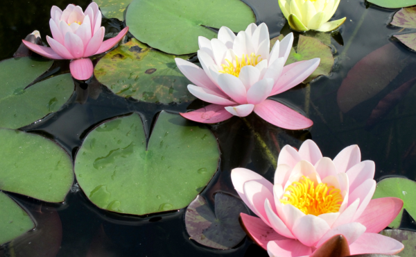 temperate lily